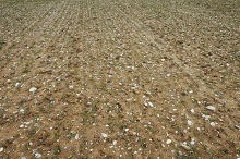 -- Natuurpunt koopt geen hoogwaardige landbouwgrond, wel landbouwgrond met potentie voor natuur. Hier rolkeienakker Zegelberg, Kumtich. Foto NP Velpe-Mene